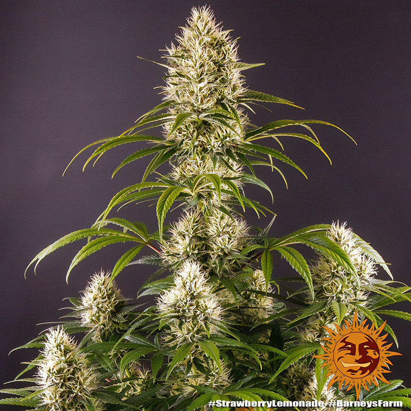 Strawberry Lemonade Strain - Barney's Farm Strawberry Lemonade Strain - Barney's Farm
