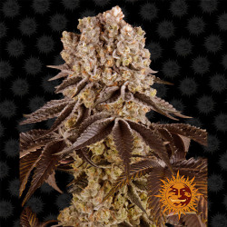 Purple Punch de Barney's Farm en floraison