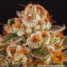 Purple Punch - Barney's Farm
