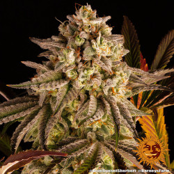 Tête de Blue Sunset Sherbert de Barney's Farm