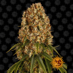 Bud de Orange Sherbert de Barney's Farm