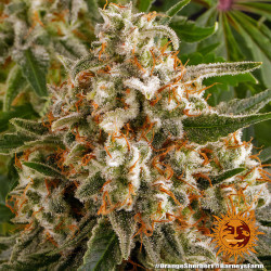 Trichomes de la Orange Sherbert de Barney's Farm