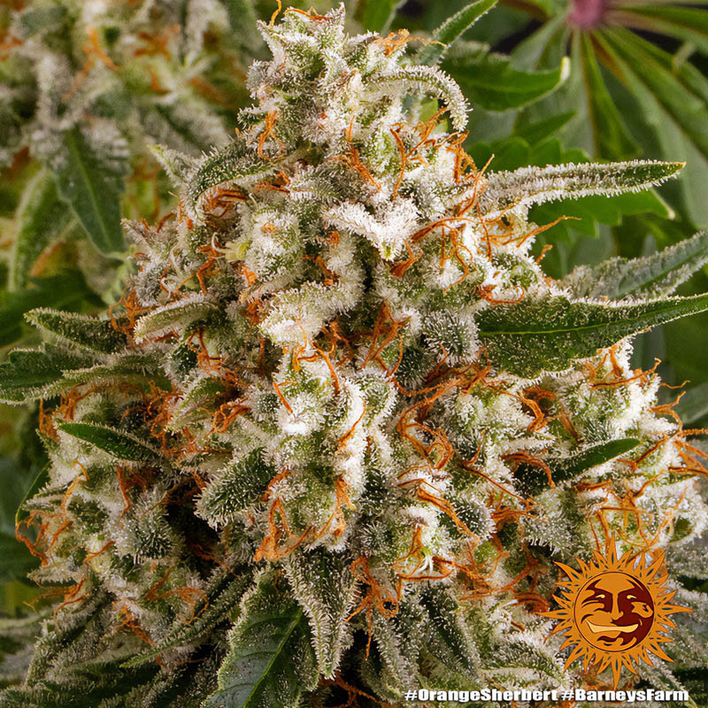 Orange Sherbert - Barney's Farm Orange Sherbert - Barney's Farm