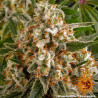 Orange Sherbert - Barney's Farm