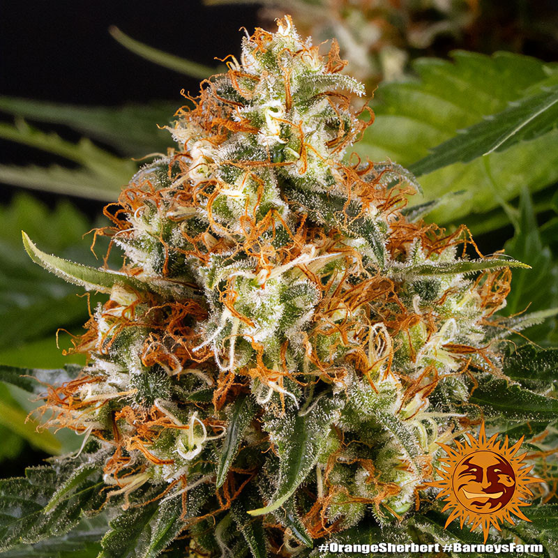 Orange Sherbert - Barney's Farm Orange Sherbert - Barney's Farm
