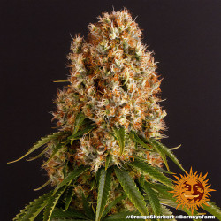 Orange Sherbert de Barney's Farm en intérieur