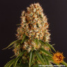 Orange Sherbert - Barney's Farm