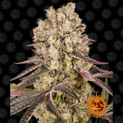 Runtz Muffin de Barney's Farm