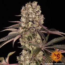 Runtz Muffin de Barney's Farm
