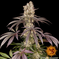 Runtz Muffin de Barney's Farm