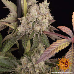 Runtz Muffin de Barney's Farm