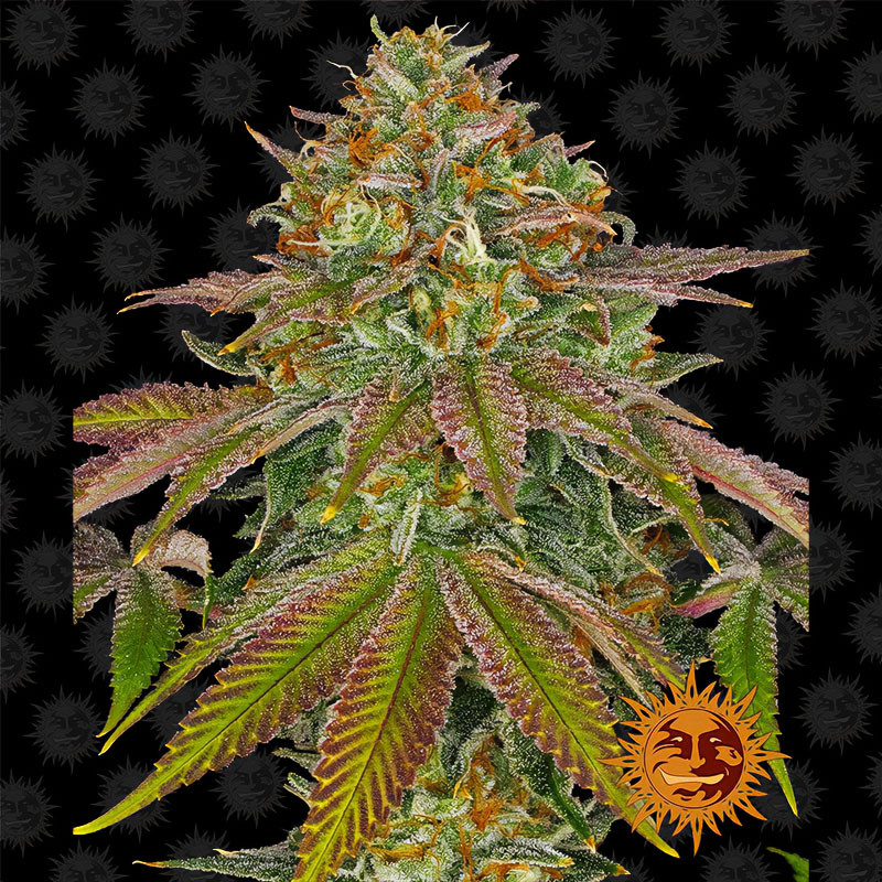 Wedding Cake - Barney's Farm