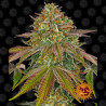 Wedding Cake - Barney's Farm
