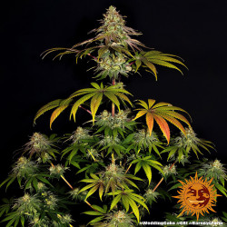 Wedding Cake de Barney's Farm en floraison