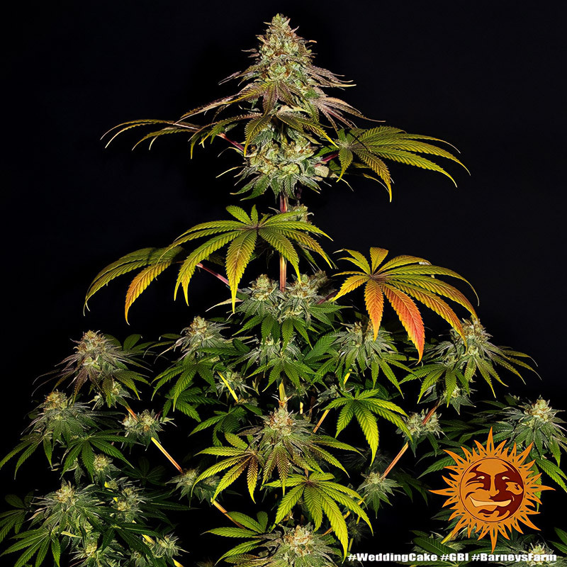 Wedding Cake - Barney's Farm