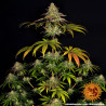 Wedding Cake - Barney's Farm