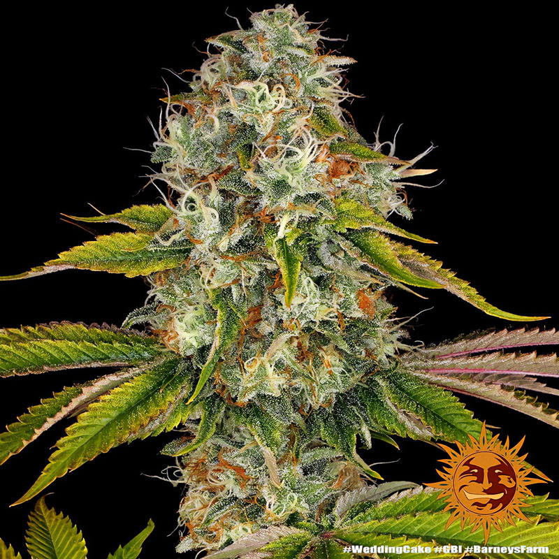 Wedding Cake - Barney's Farm