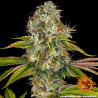 Wedding Cake - Barney's Farm