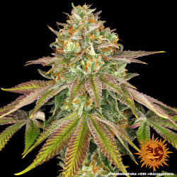 Trichromes de la Wedding Cake de Barney's Farm
