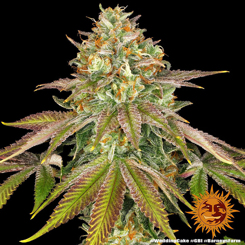 Wedding Cake - Barney's Farm