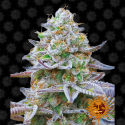 Gorilla Zkittlez de Barney's Farm