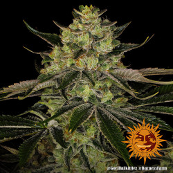 Gorilla Zkittlez de Barney's Farm