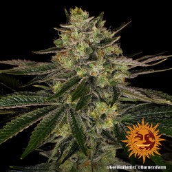 Gorilla Zkittlez de Barney's Farm