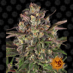 Peyote Critical de Barney's Farm