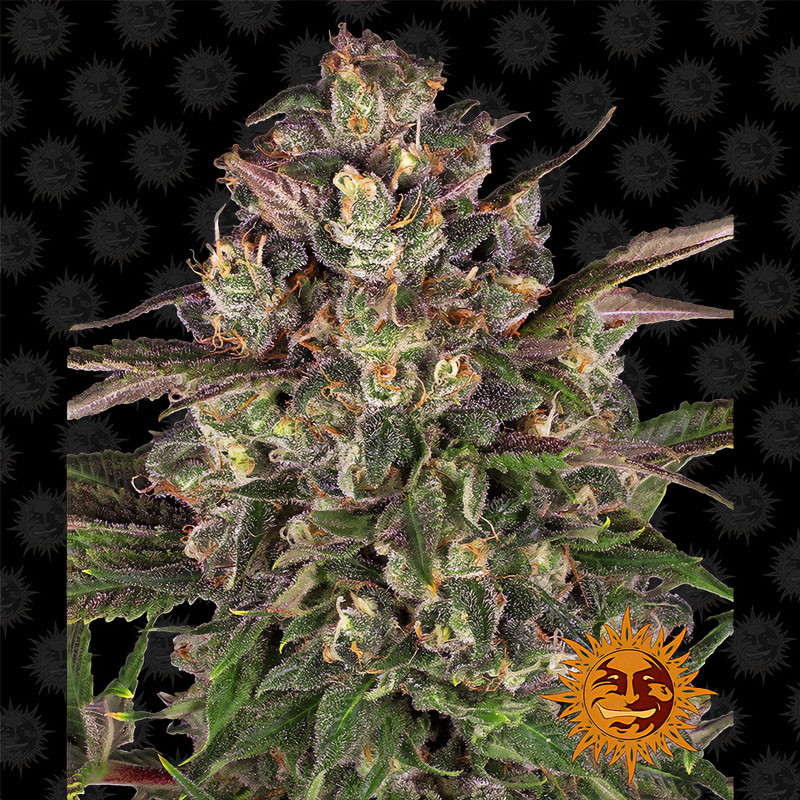 Peyote Critical - Barney's Farm Peyote Critical - Barney's Farm