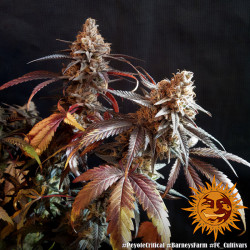 Peyote Critical de Barney's Farm