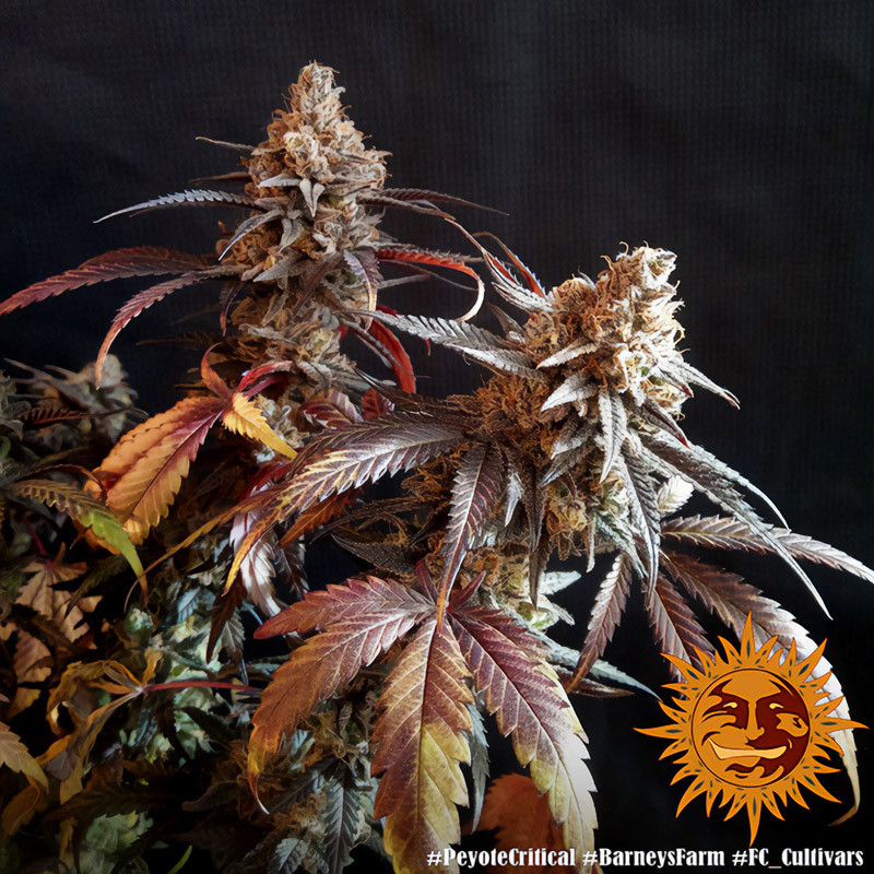 Peyote Critical Strain - Barney's Farm Peyote Critical Strain - Barney's Farm