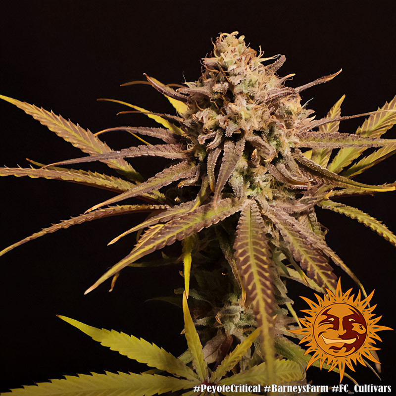 Peyote Critical - Barney's Farm Peyote Critical - Barney's Farm