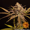 Peyote Critical Strain - Barney's Farm