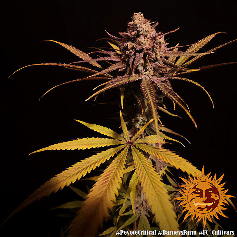 Peyote Critical - Barney's Farm Peyote Critical - Barney's Farm