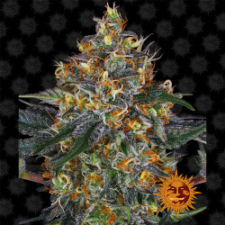 Moby Dick Auto de Barney's Farm