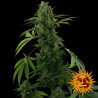Pineapple Express Auto Strain - Barney's Farm