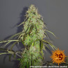 Pineapple Express Auto Strain - Barney's Farm