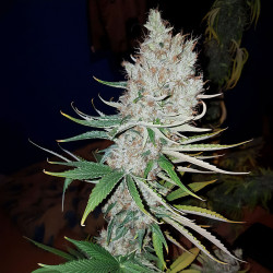 Plants de Adonis CBD de MDLG Seeds