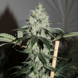 Plant de Amnesia Haze de MDLG Seeds
