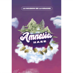 lot de graines Amnesia Haze de MDLG Seeds