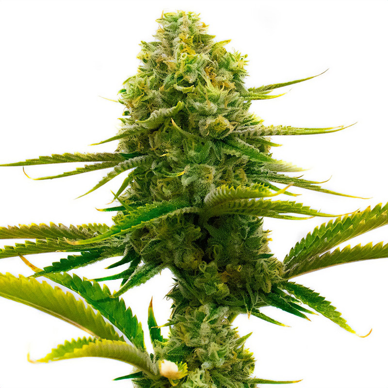 Cesar CBD - MDLG Seeds Cesar CBD - MDLG Seeds