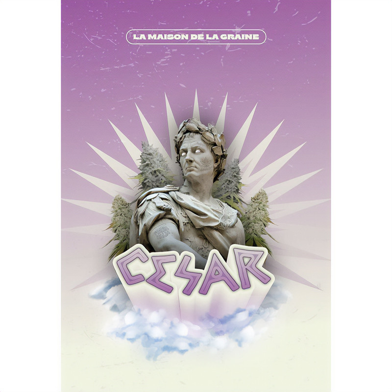 Cesar CBD - MDLG Seeds Cesar CBD - MDLG Seeds