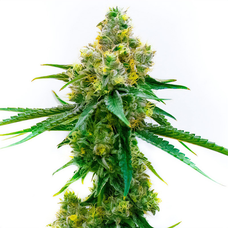 Cesar CBD - MDLG Seeds Cesar CBD - MDLG Seeds