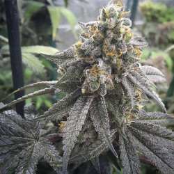 Gelato de MDLG Seeds en extérieur
