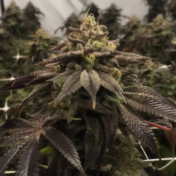 Gelato de MDLG Seeds en croissance