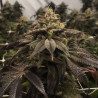 Gelato Strain - MDLG Seeds