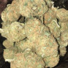 Girl Scout Cookies Strain - MDLG Seeds
