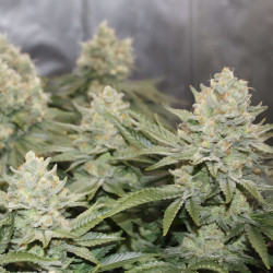 Orange Bud de MDLG Seeds en intérieur
