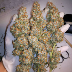 Récolte de la Orange Bud de MDLG Seeds
