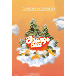 Graines de cannabis Orange Bud de MDLG Seeds